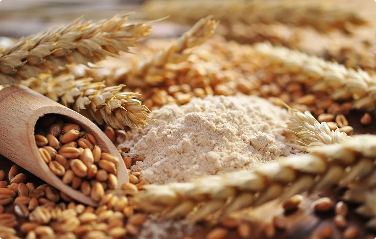 Améliorer la qualité nutritionnelle du pain en réduisant l’acide phytique