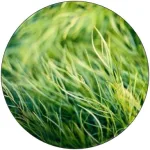 Herbe